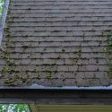 Roof Mold vs. Algae: How to Tell Them Apart