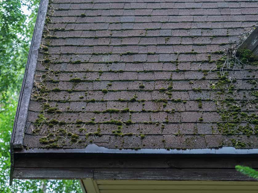 Roof Mold vs. Algae: How to Tell Them Apart